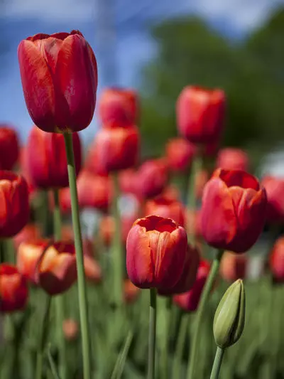 CSM Jen Fabis' Flowers Walpole